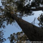 Bicentennial Tree - Karribaum in Australien