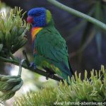 Botanischer Garten in Adelaide