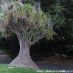 Botanischer Garten in Adelaide