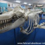 Killer Wale Museum in Eden