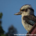 Kookaburra