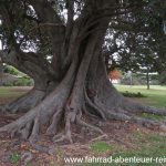 Botanik in Australien