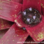 Botanischer Garten Christchurch