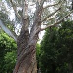 Botanischer Garten Christchurch