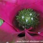 Botanischer Garten Christchurch