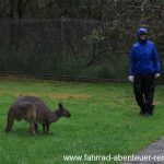 Cleland Wildlife Park