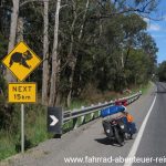 Achtung: Koalas on the road