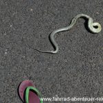 giftige Schlangen in Australien