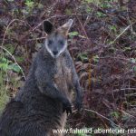 Wallaby in Australien