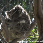 Koala in Kennett River