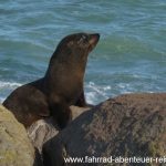 Seehund-Kolonie bei Moeraki