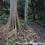 der Botanische Garten in Brisbane