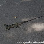 Australische Wasseragame