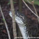 Schlangen in Australien