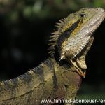 Australische Wasseragame