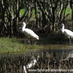 Vogelwelt in den Mangroven