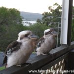 Kookaburras in Australien