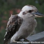 Kookaburra