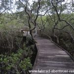 Holzsteg durch die Mangrovenbäume