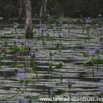 Urunga Wetlands