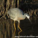 Vogelwelt in den Mangroven