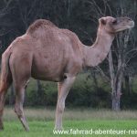 Dromedare in Australien