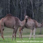 Dromedare in Australien