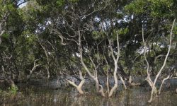 Mangrovenbäume