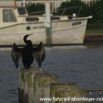 Kormoran