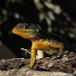 Tiere an den Iguazú-Wasserfällen