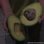 Riesen-Avocado
