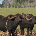 Buffalos in Paraguay