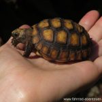 Schildkröten in Paraguay