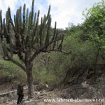 Botanik in Catamarca