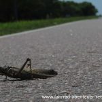 Riesen-Heuschrecke in Argentinien