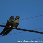 Loros Barranqueros