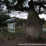 Palo Borracho in Catamarca