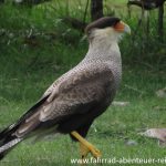 Tierwelt in Patagonien