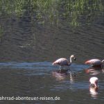 Flamingos in Patagonien