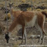 Guanakos in Patagonien