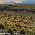 Steppe in Patagonien