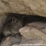 Tiere in Patagonien