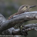 Vogel in Patagonien