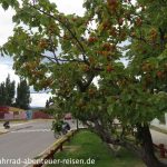 Obstbäume in Chile Chico