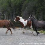 Wildpferde in Patagonien