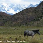 Wildpferde in Patagonien