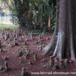 Botanischer Garten Montevideo