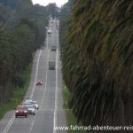 Palmen Allee Uruguay