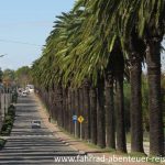 Palmen Alleen in Uruguay