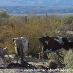 Rinderfelle der Gauchos